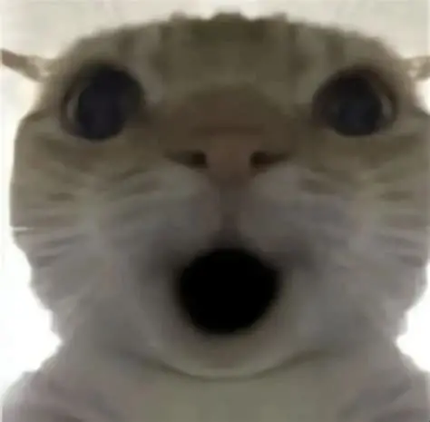 哈基汪